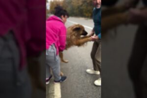 Street Dog Runs After Guy Asking To Be Rescued | The Dodo