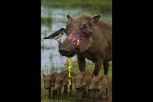 Swallows Rescue an Injured Warthog | An Incredible Rescue!