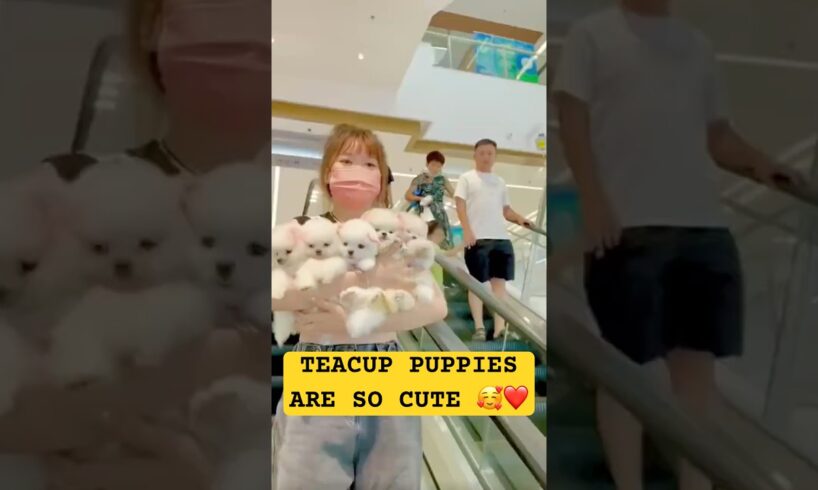 Teacup puppy/ Teacup dogs breed🐶 #shorts #pets #cute #puppy #dog #puppies #shortvideos #shorts #fyp