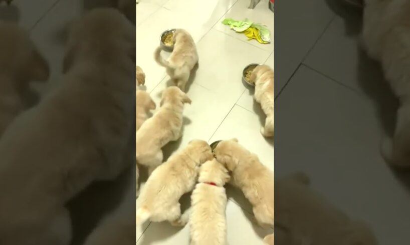 The CUTEST Puppy Lunch Rush Ever 😍🐾 #puppylove #shorts
