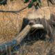 The Craziest Animal Fights Ever Recorded On Earth | Animal Fights