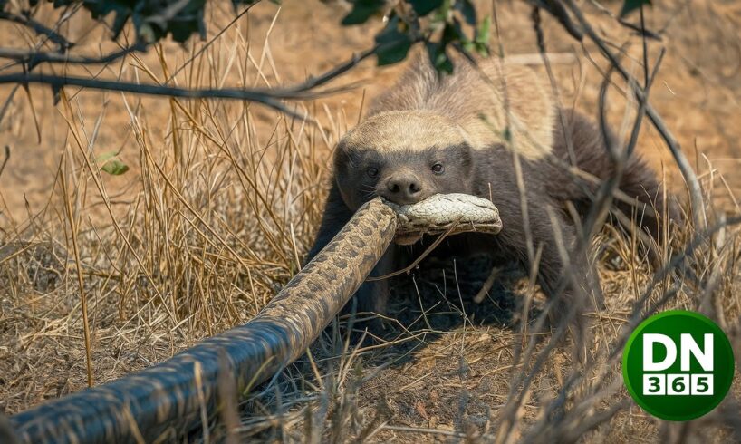 The Craziest Animal Fights Ever Recorded On Earth | Animal Fights