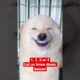 The Cutest Dog Smiles 🐶 #puppies #shorts #cute #dog #smile #funny #dogs