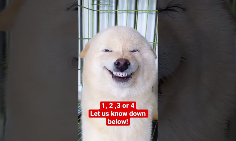 The Cutest Dog Smiles 🐶 #puppies #shorts #cute #dog #smile #funny #dogs