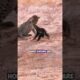 The Fearless Battle: Leopard vs. Honey Badger