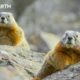 The Incredible Wildlife of Hidden Forests | BBC Earth