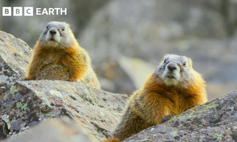 The Incredible Wildlife of Hidden Forests | BBC Earth