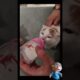 The Kitten Was Very Thirsty After Playing #animals #cat #cutecat #catvideos #catshorts #shorts