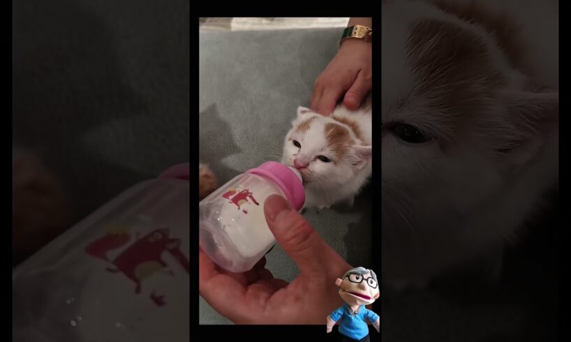 The Kitten Was Very Thirsty After Playing #animals #cat #cutecat #catvideos #catshorts #shorts