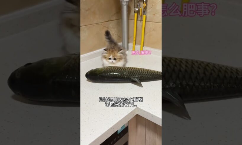 The Last Supper of Kittens 20 Confusing Behavior of Cats Munchkin Dwarf