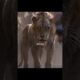 🦁 The Lion King – Scar’s Ultimate Betrayal 😱💔