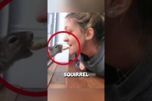 The kind woman fed a squirrel every day, and then this happened... #squirrel