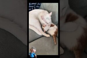 The kitten looks very happy playing with its mother #animals #cat #catvideos #cutecat #shorts