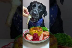 The temperature is rising again, let’s cook! Cute pet debut plan Labrador Oh my god it smells so g