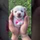 These Cute Puppies Turned SCARY So Fast!