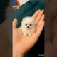 They snuggled up inside the diaper and dozed off#baby #cute #pome #pomeranian #dog #pets