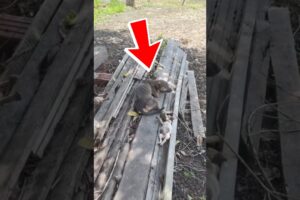 This Little Dog Family Was Left Behind After Their Owner Moved Away And Never Looked Back