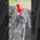 This Little Dog Family Was Left Behind After Their Owner Moved Away And Never Looked Back
