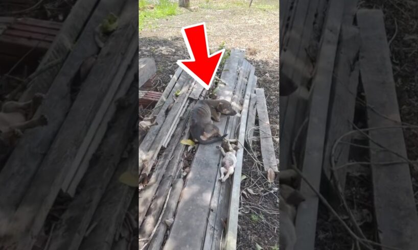 This Little Dog Family Was Left Behind After Their Owner Moved Away And Never Looked Back