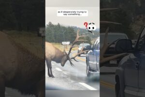 This elk blocked the highway asking help from humans #shorts