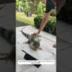 This family rescued the poor  iguana  from the fierce dog and then #animalshorts #shortvideo