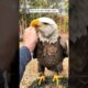This guy rescued the bald eagle from drowning #shorts #animals