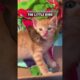 This kitten adopted a baby bird—and it’s adorable! ❤️ #kitten #bird