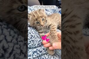 This man saved a bobcat kitten stuck in fence and then ...