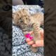 This man saved a bobcat kitten stuck in fence and then ...