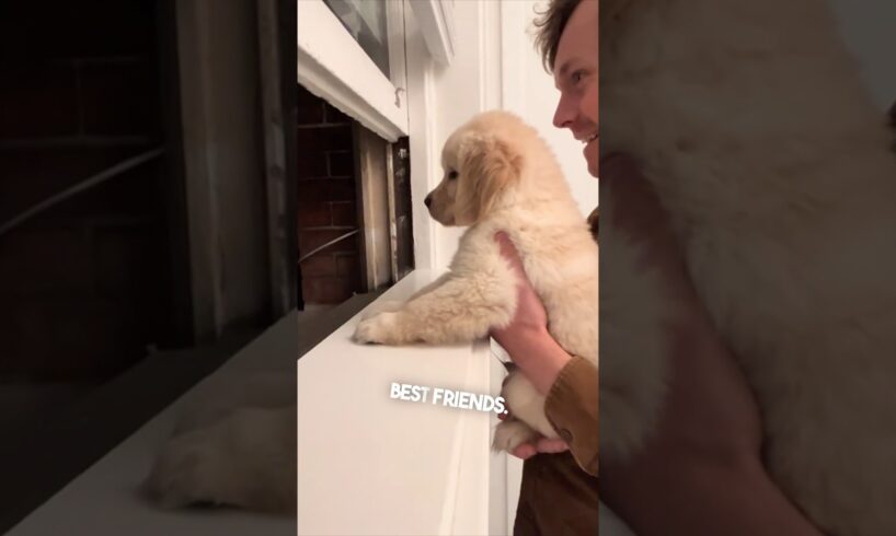 This puppy is excited about his new neighbor ❤️