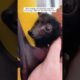 This woman found a tiny bat and adopted it