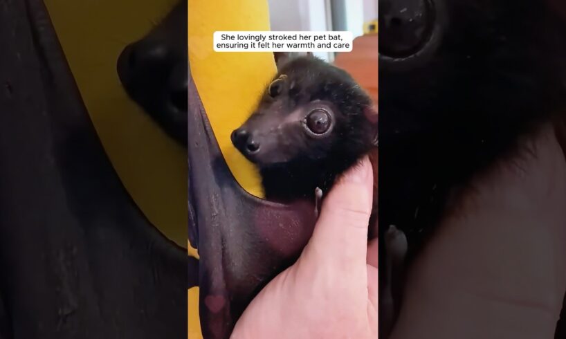 This woman found a tiny bat and adopted it