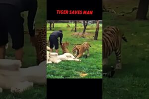 Tiger Hero: Stops Leopard Attack Behind Man! #trending #animals #wildlife #youtubeshorts #tiger
