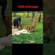 Tiger Hero: Stops Leopard Attack Behind Man! #trending #animals #wildlife #youtubeshorts #tiger