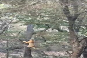 Tiger 🐅 Hunts Leopard 🐆 | Climbing Tree 😱 #shorts #short