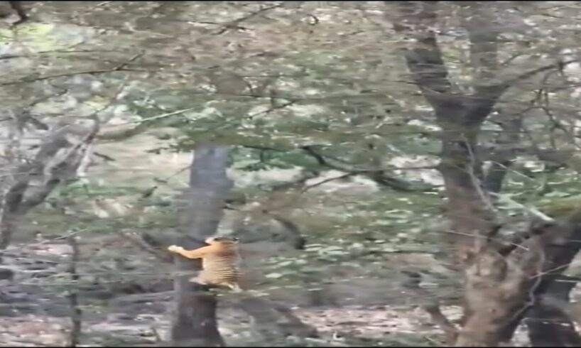 Tiger 🐅 Hunts Leopard 🐆 | Climbing Tree 😱 #shorts #short