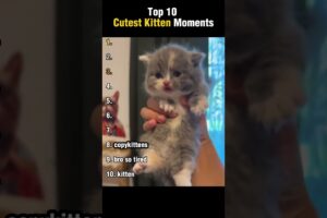 Top 10 Cutest Kitten Moments