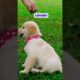 Top 10 Cutest Puppies That Will Melt Your Heart #animallife #animalfacts #pets