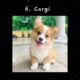 Top 10 Cutest Puppies 🐶 (in my opinion)