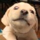 Top FUNNY PUPPIES 2025 will make you LAUGH ALL DAY 🤣