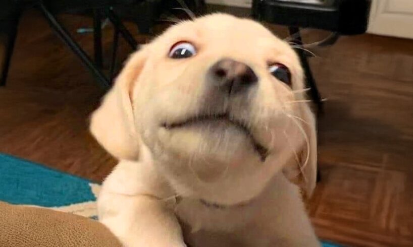 Top FUNNY PUPPIES 2025 will make you LAUGH ALL DAY 🤣