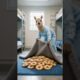 Totoro and Alpaca playing Dalgona Candy Game #animals  #cute#dalgona#funny