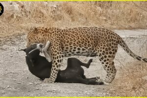 Tragic! Craziest Leopard Attacks Dog Ever Caught On Camera! Animal Fights
