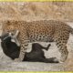 Tragic! Craziest Leopard Attacks Dog Ever Caught On Camera! Animal Fights