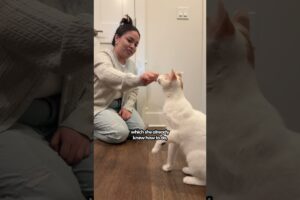 Training Your Cat To High Five | The Pack