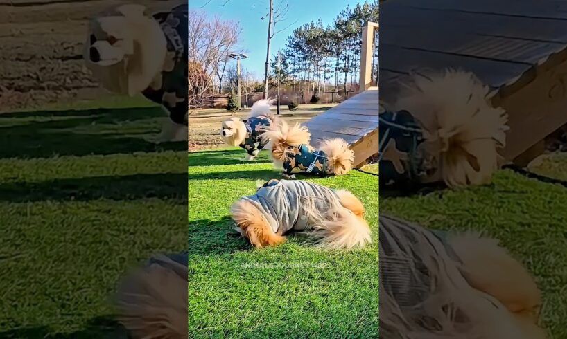Triple Fluff playing🐶 Cutest Puppies Ever 😍 #shorts