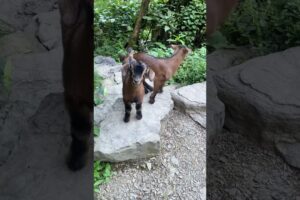 Two Adorable Yellow Baby Goats Playing Together 🐐💛 #cutefarmanimal #animals #cute
