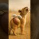 Two Brave Birds Rescue a Suffering Lion Cub 🦁❤️"