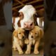 Two Cute Puppies