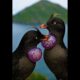 Two Puffins in Love Help Each Other | An Incredible Rescue!